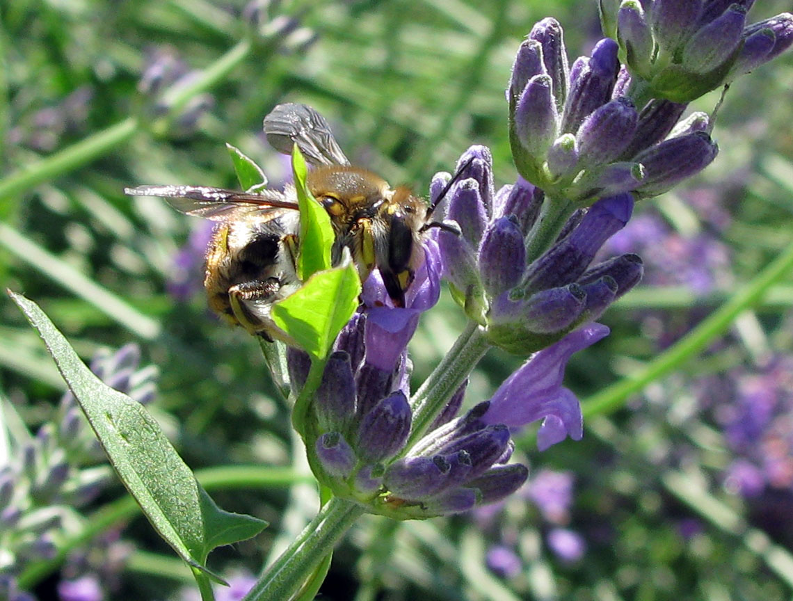 Anthidium sp. (Apidae Megachilinae)